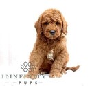 Small Goldendoodle (Miniature)