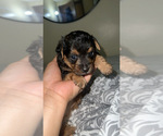Small #4 YorkiePoo