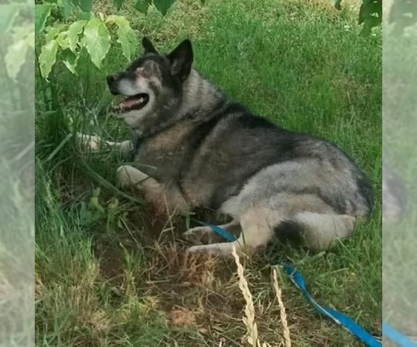 Medium Photo #6 Norwegian Elkhound Puppy For Sale in Rustburg, VA, USA