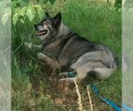 Small #5 Norwegian Elkhound