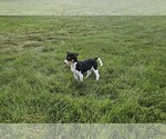 Small #3 Rat Terrier