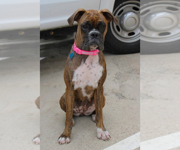 Medium Photo #2 Boxer Puppy For Sale in Austin, TX, USA