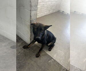 German Shepherd Dog Dogs for adoption in San Bernardino, CA, USA