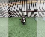 Small #7 American Pit Bull Terrier-Plott Hound Mix