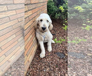 Goldendoodle Dogs for adoption in St. Louis Park, MN, USA