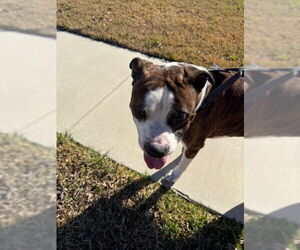 Tiger II - Male Boxer Dog for Adoption - Photo #3