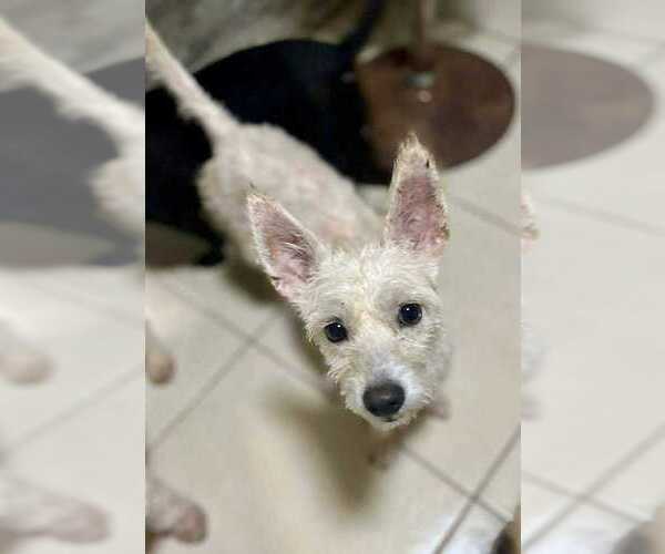 Medium Photo #2 Mutt Puppy For Sale in San Diego, CA, USA