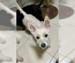 Small #1 Mutt