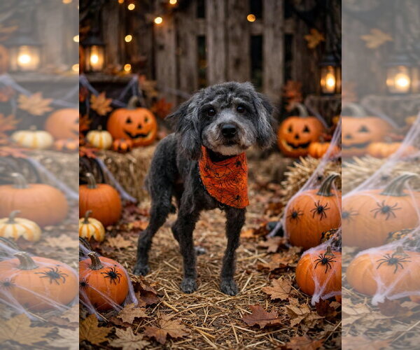 Medium Photo #1 Poodle (Miniature) Puppy For Sale in Sanford, FL, USA