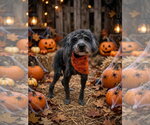 Bowie FH - Male Poodle (Miniature) Dog for Adoption - Small photo