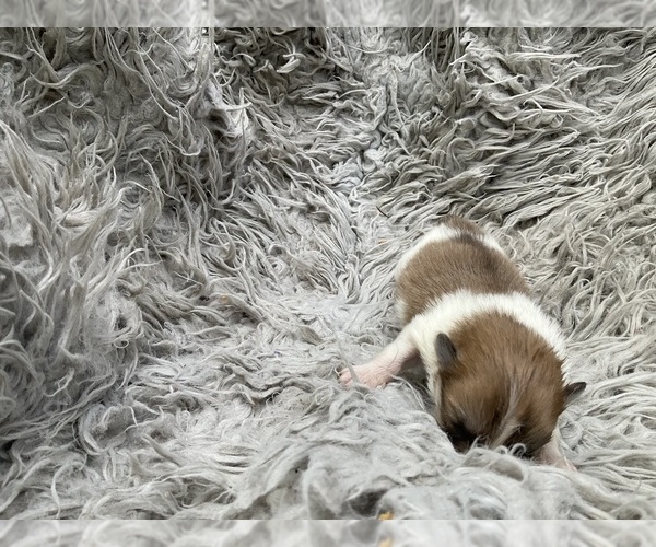 Medium Photo #8 Pomeranian Puppy For Sale in MIDDLEBORO, MA, USA
