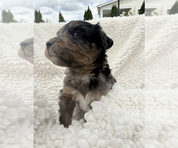 Medium Photo #5 Aussie-Poo-Bernedoodle Mix Puppy For Sale in LEXINGTON, SC, USA