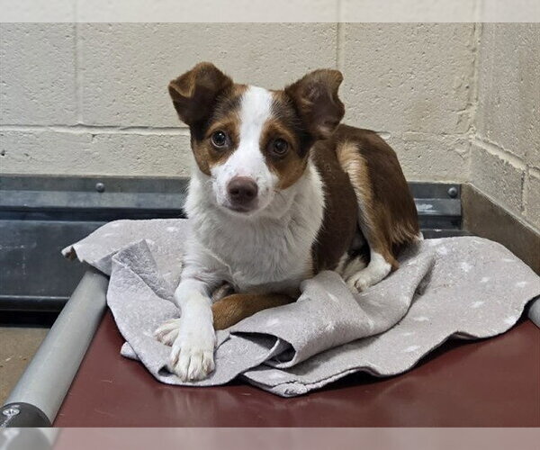 Medium Photo #1 Mutt Puppy For Sale in Martinez, CA, USA