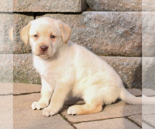 Medium Photo #3 Labrador Retriever Puppy For Sale in NARVON, PA, USA