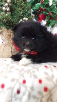 Medium Photo #5 Pomeranian Puppy For Sale in EDEN, PA, USA