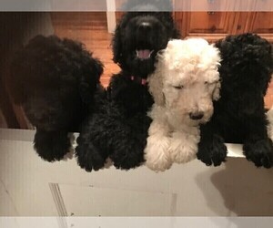 Poodle (Standard) Puppy for sale in PLANT CITY, FL, USA