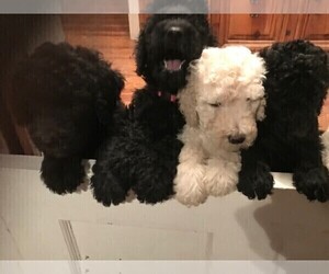 Medium Poodle (Standard)