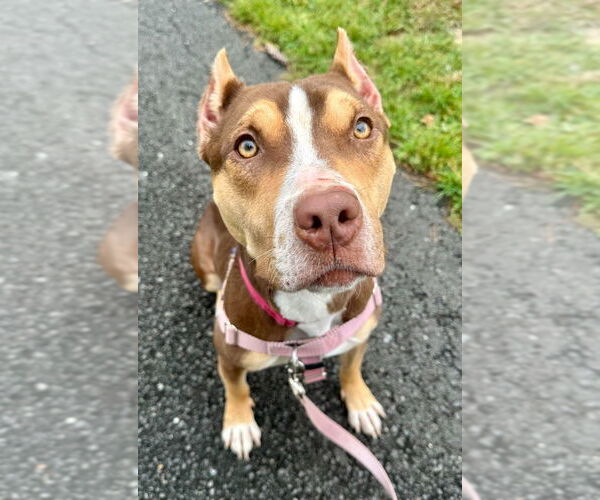 Medium Photo #3 American Staffordshire Terrier Puppy For Sale in Lawrenceville, NJ, USA