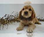 Small Photo #6 Cocker Spaniel Puppy For Sale in HONEY BROOK, PA, USA