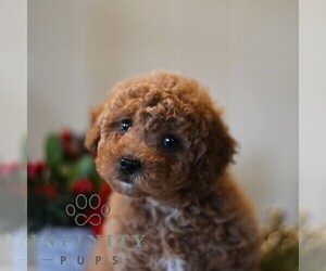 Poodle (Miniature) Puppy for sale in DORNSIFE, PA, USA