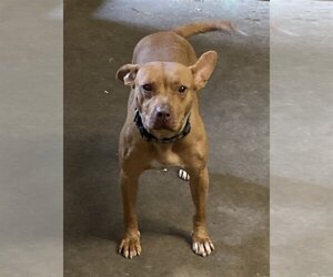 Mutt Dogs for adoption in Davie, FL, USA