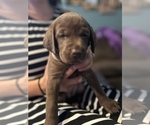 Small Photo #2 Labrador Retriever Puppy For Sale in MC CORDSVILLE, IN, USA