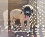 Daisy - Female Mastiff Puppy for Sale - Photo #8