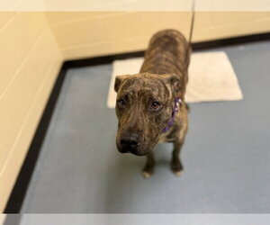 American Pit Bull Terrier Dogs for adoption in Denver, CO, USA
