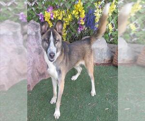 Gerberian Shepsky Dogs for adoption in Oklahoma City, OK, USA