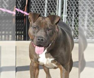 Mutt Dogs for adoption in Canfield, OH, USA