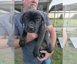 Puppy Pink Cane Corso