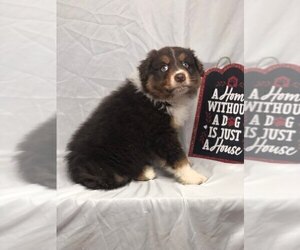 Australian Shepherd Puppy for sale in INDIANAPOLIS, IN, USA