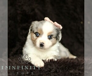 Miniature American Shepherd-Miniature Australian Shepherd Mix Puppy for sale in PARKESBURG, PA, USA