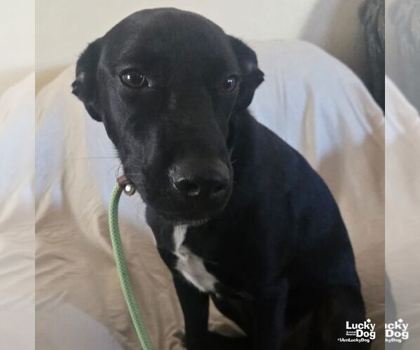 Medium Photo #4 Labrador Retriever-Retriever  Mix Puppy For Sale in Washington, DC, USA
