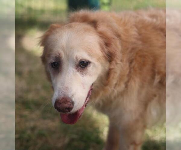 Medium Photo #1 Golden Retriever-Unknown Mix Puppy For Sale in San Antonio, TX, USA