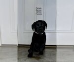 Small Photo #1 Labrador Retriever Puppy For Sale in Mooresville, NC, USA