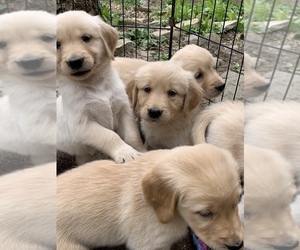 Golden Retriever Puppy for sale in LAKE GEORGE, NY, USA