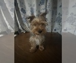 Small #12 Yorkshire Terrier