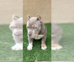 Small #1 American Bully