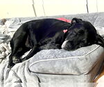 Small #14 Boxer Mix