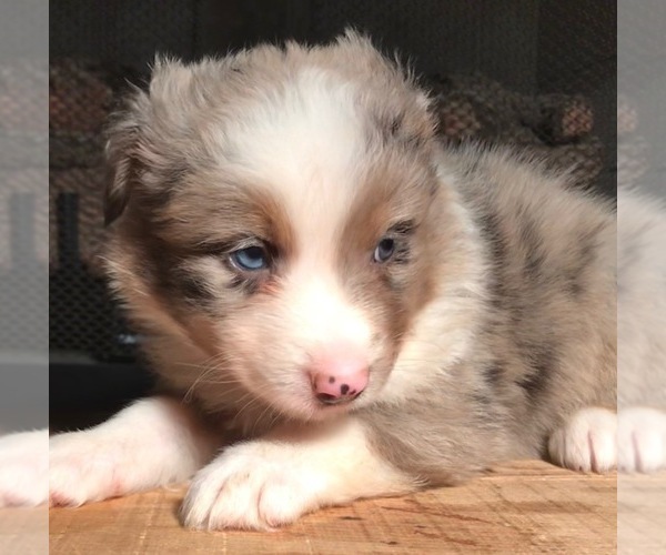 Medium Photo #13 Australian Shepherd Puppy For Sale in ARBA, IN, USA