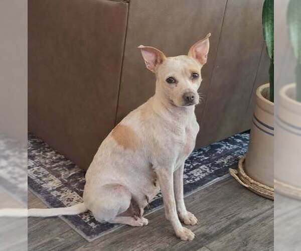Medium Photo #14 Chihuahua-Unknown Mix Puppy For Sale in Lakewood, CO, USA
