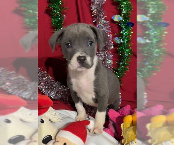 Medium Photo #3 American Bulldog-Labrador Retriever Mix Puppy For Sale in Tarrytown, GA, USA