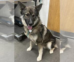 Norwegian Elkhound-Unknown Mix Dogs for adoption in Forestville, MD, USA