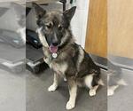 Small Norwegian Elkhound Mix