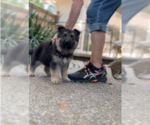 Small #7 German Shepherd Dog