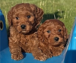 Goldendoodle (Miniature) Litter for sale in HULL, IA, USA