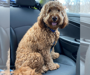 Goldendoodle (Miniature) Puppy for sale in ORLANDO, FL, USA