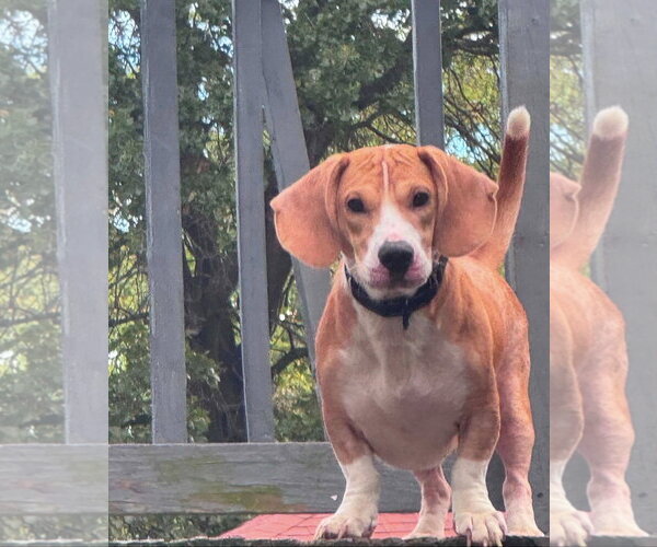 Medium Photo #3 Bagle Hound Puppy For Sale in Brookville, OH, USA