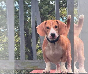 Elmer - Male Bagle Hound Dog for Adoption - Photo #3
